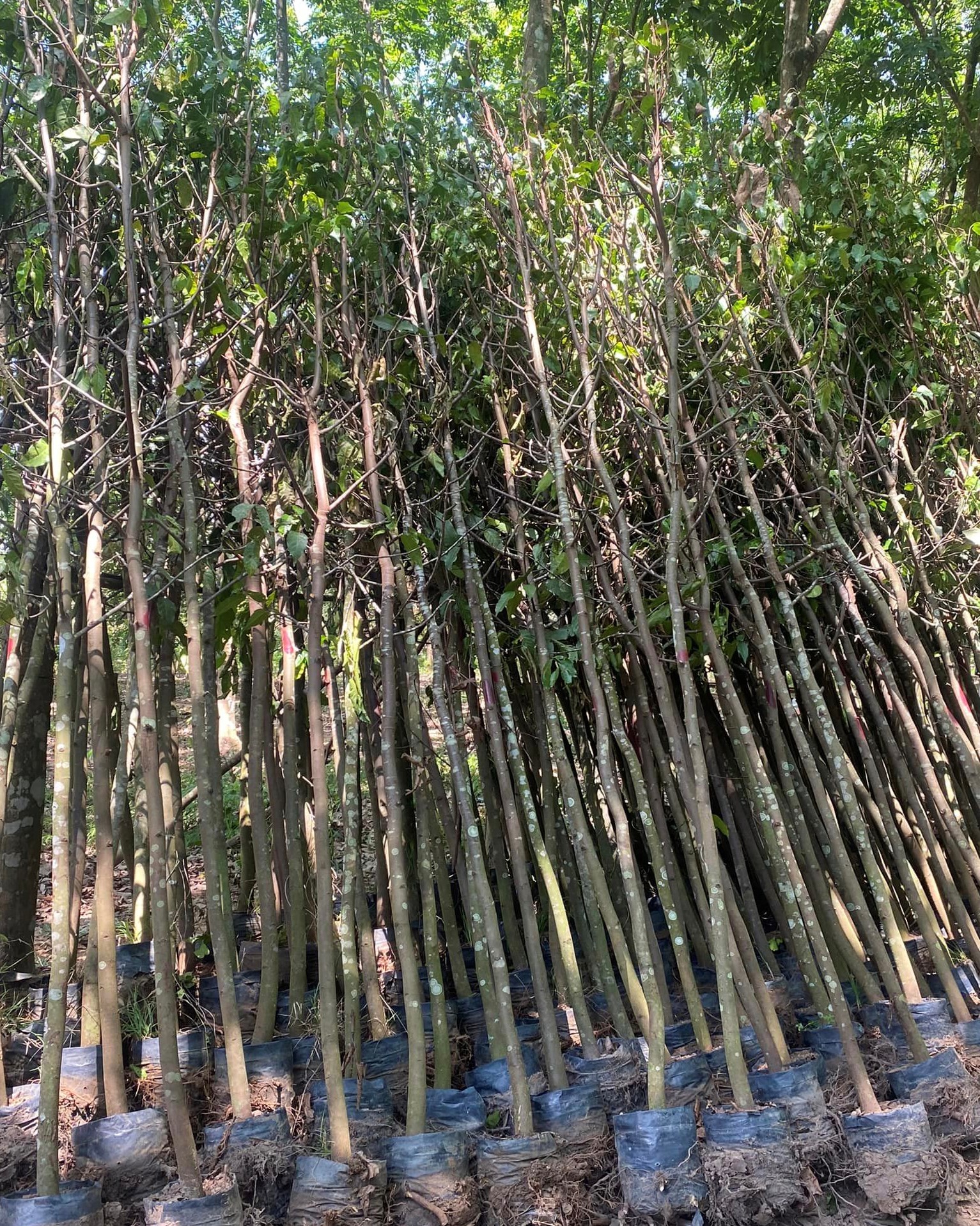 CÂY SAO ĐEN (3) CAY SAO DEN 3 1