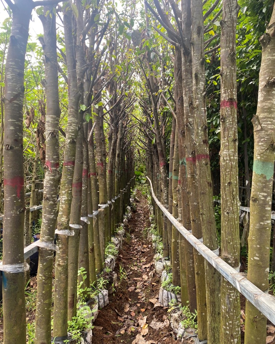 CÂY SAO ĐEN (5) CAY SAO DEN 5 1