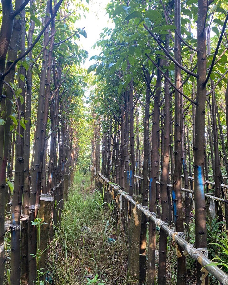 CÂY SAO ĐEN (6) CAY SAO DEN 6 1