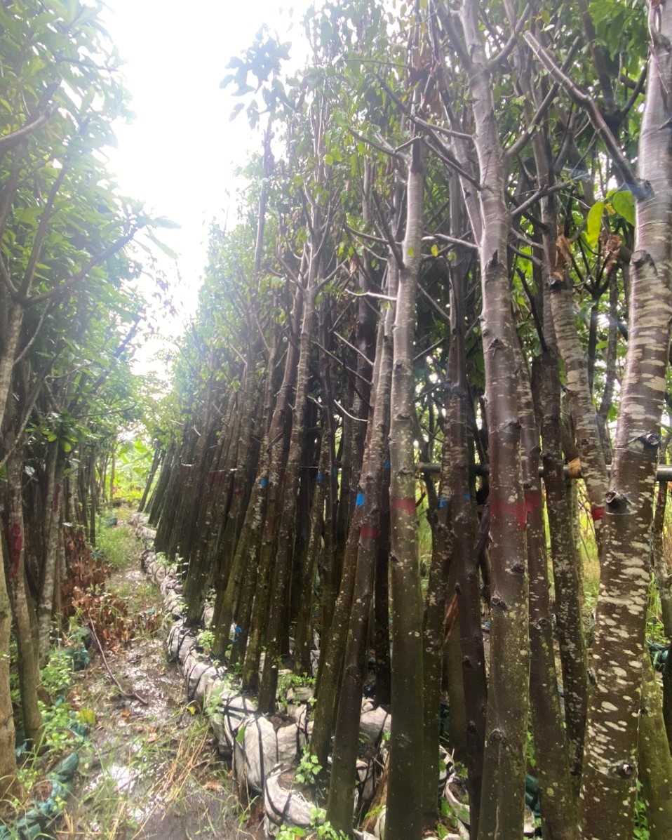 CÂY SAO ĐEN (8) CAY SAO DEN 8 1