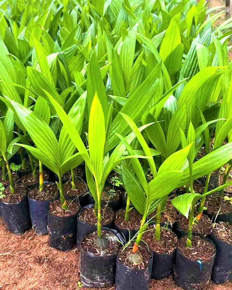 Cau Tứ Quý (10) Cau Tu Quy 10 1